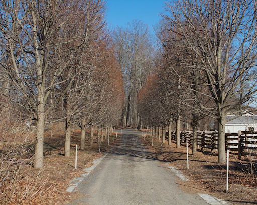 The allee of linden was terribly overgrown and it was pruned in December along with the apple trees. I think the pruning looks really great and will allow much more sunlight to reach the flower beds beneath.