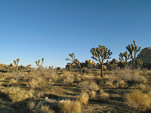 Keeping a list of things you want to do during your lifetime—and then checking them off before you kick the bucket—is a really good thing. Known for its incredible rock formations and its extraordinary vegetative wonders, Joshua Tree National Park had long been on my “bucket list.”