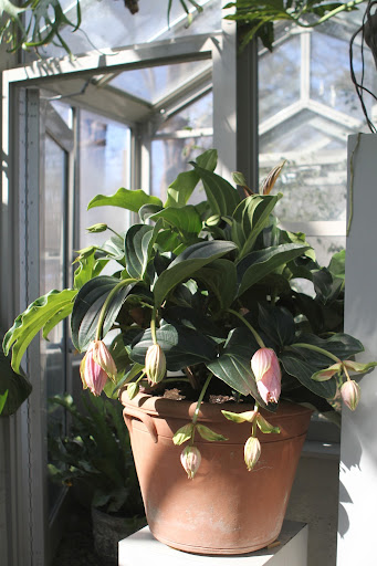 My Medinilla Magnifica is beginning to bloom. Native to Southeast Asia, this plant, with its incredible pink cascading flowers, is becoming very popular with plant enthusiasts.