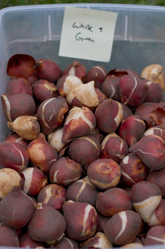 The tulip bulbs for the terrace garden were sorted and place in bins. I wanted each section of the herb garden planted with a different color. These are Tulip Spring Green.