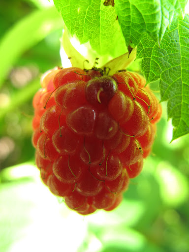 Berry Picking At Bedford - The Martha Stewart Blog