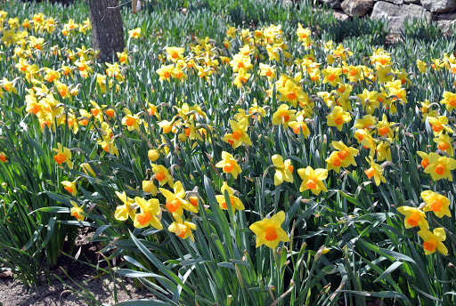 The Daffodil Border in Early Spring - The Martha Stewart Blog