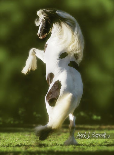 harvesting u 4 log A Gypsy By Blog Guest Palacio – Farm The Ron Gold Horse harvesting u 4 log A Gypsy By Blog Guest Palacio – Farm The Ron Gold Horse