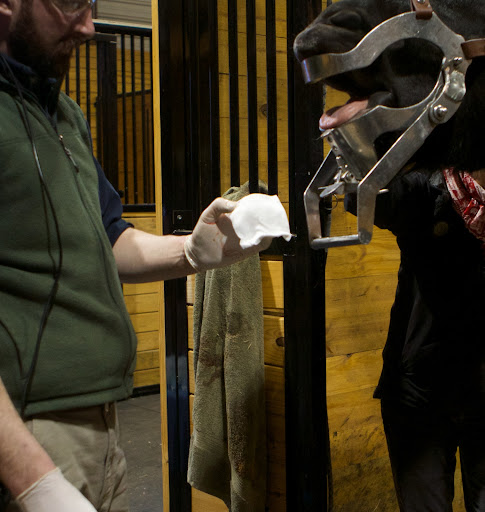 PJ used gauze to do a final cleaning of the cavity to ensure it was clean.