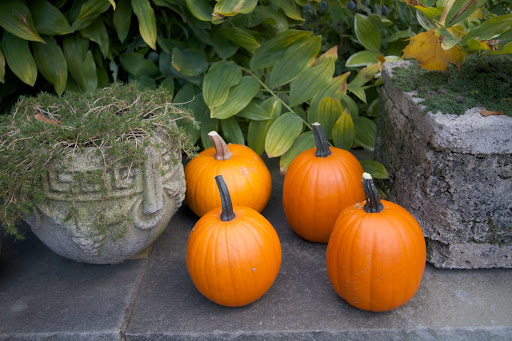 Harvesting Pumpkins! - The Martha Stewart Blog
