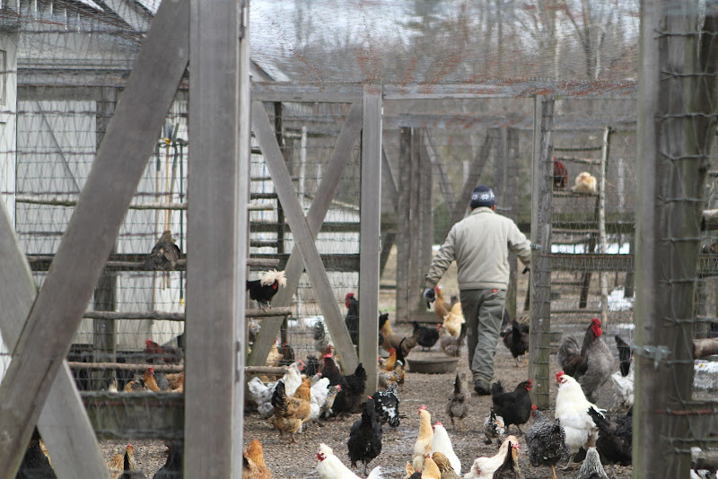 A Visit to my Chicken Coops The Martha Stewart Blog