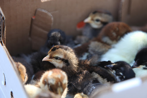 A Delivery of Brand New Baby Chicks! - The Martha Stewart Blog