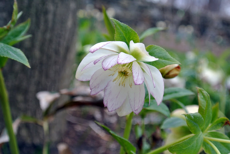 Hellebores Blooming at the Farm The Martha Stewart Blog