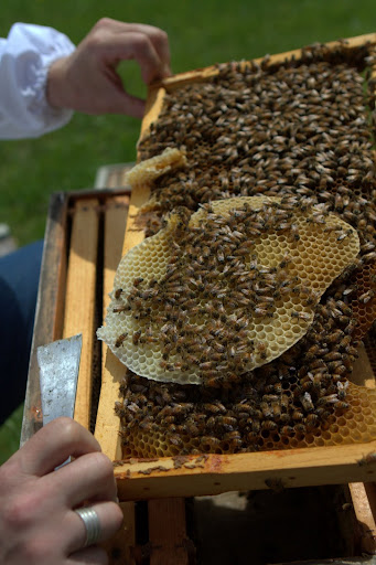 Installing New Honeybees and Checking the Queens - The Martha Stewart Blog