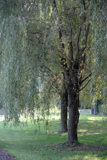 Trimming My Weeping Willow Trees - The Martha Stewart Blog