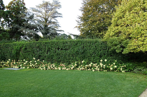 An Update on My Lily Pond Garden - The Martha Stewart Blog