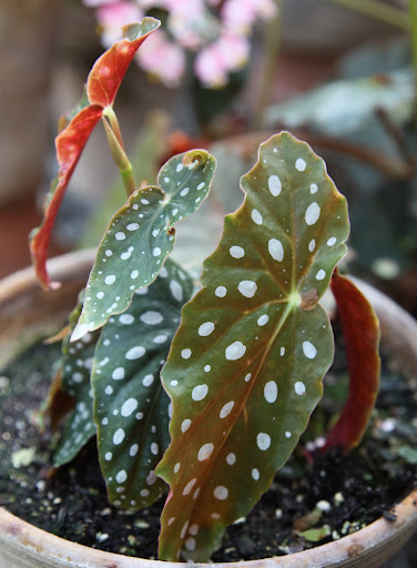 Beautiful Begonias In The Greenhouse - The Martha Stewart Blog