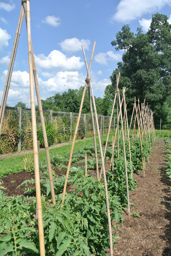 Staking My Tomato and Cucumber Plants - The Martha Stewart Blog