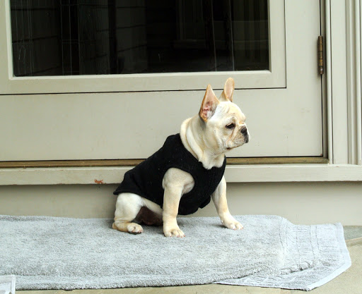 An Update on My French Bulldog Puppies - The Martha Stewart Blog