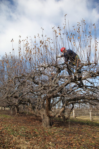 Lending Support to Apple Trees - The Martha Stewart Blog