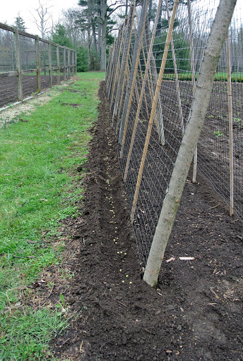 Harvesting Peas - The Martha Stewart Blog