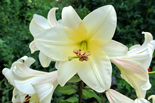 Summer Flowers in Bloom - The Martha Stewart Blog