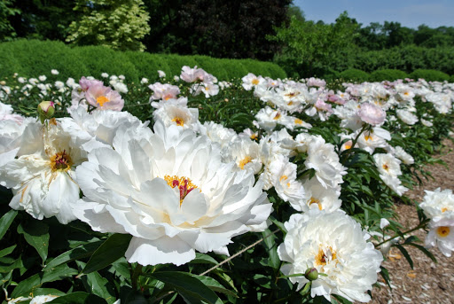 This Year's Peony Garden - The Martha Stewart Blog