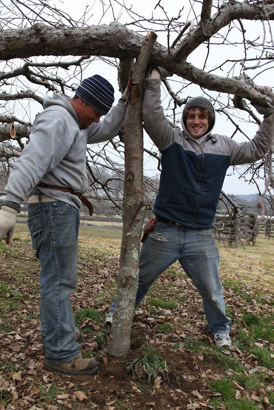Lending Support to Apple Trees The Martha Stewart Blog