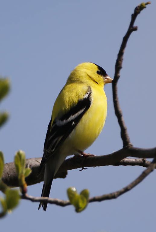a guest photographed birds at the farm the martha a guest photographed birds at the farm the martha