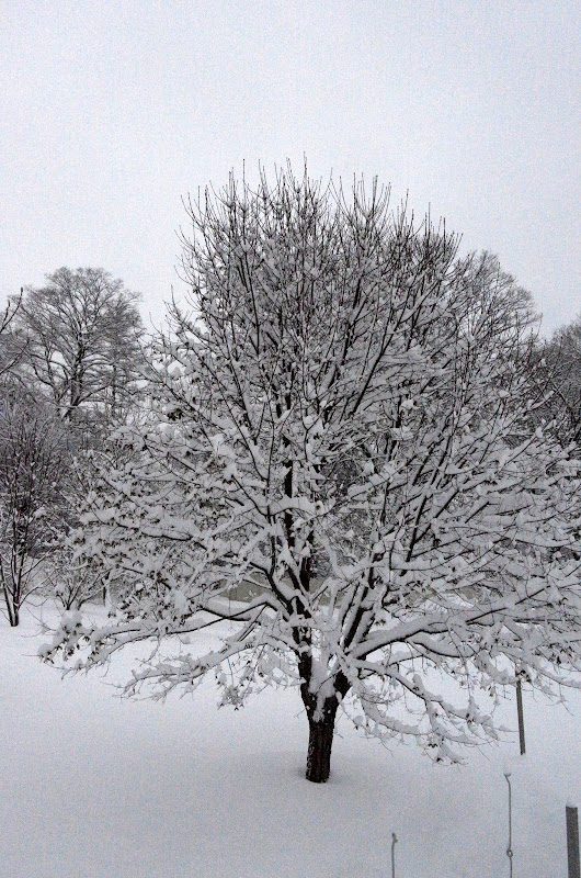 Winter Wonderland - The Martha Stewart Blog