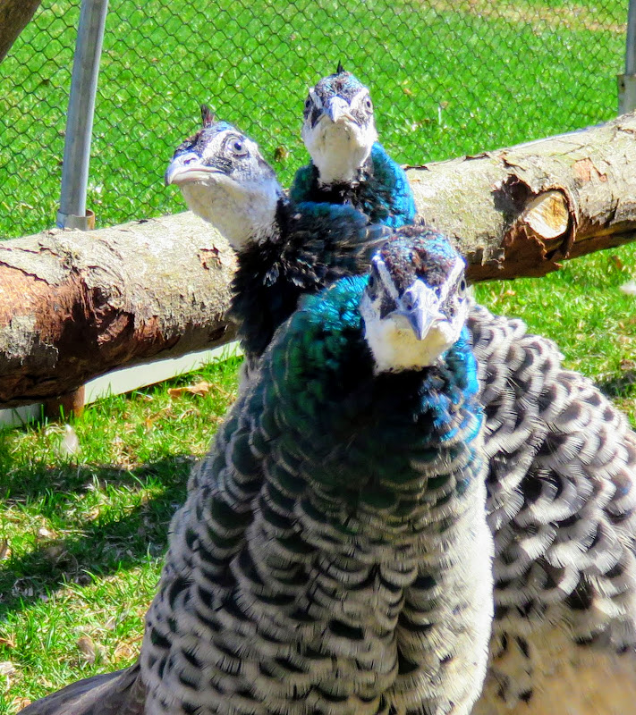 A Peafowl Update