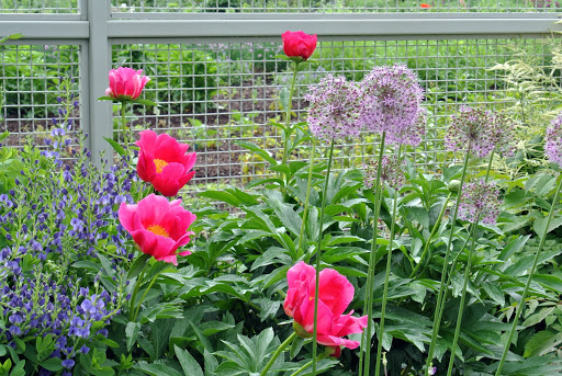 A Late May Garden Tour at the Farm - The Martha Stewart Blog