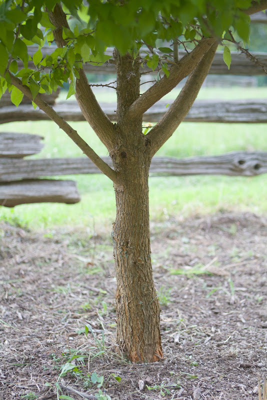My First Osage Orange! The Martha Stewart Blog