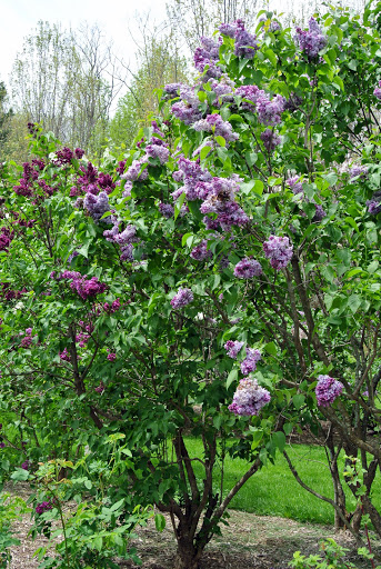 Blooming Lilacs at the Farm - The Martha Stewart Blog