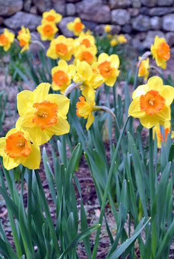 The Daffodil Border in Early Spring - The Martha Stewart Blog