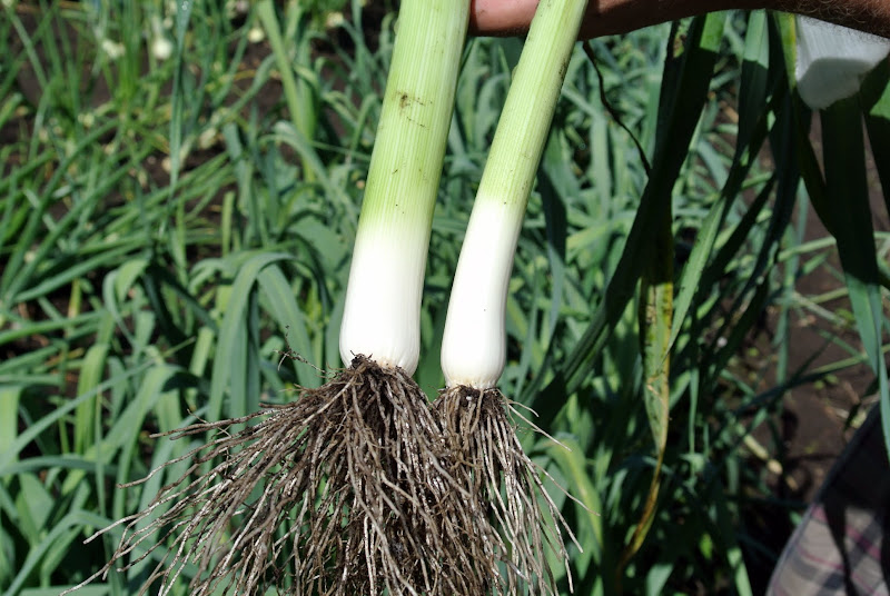 My Latest Vegetable Harvest The Martha Stewart Blog