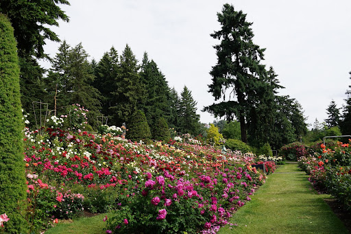 Our Visit To Portland's International Rose Test Garden - The Martha ...