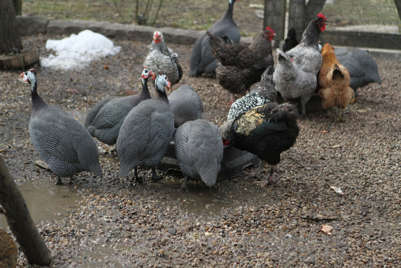 A Visit to my Chicken Coops - The Martha Stewart Blog