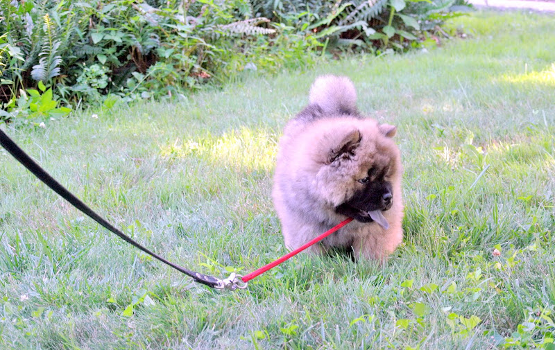 An Update On My Chow Chow Puppy The Martha Stewart Blog