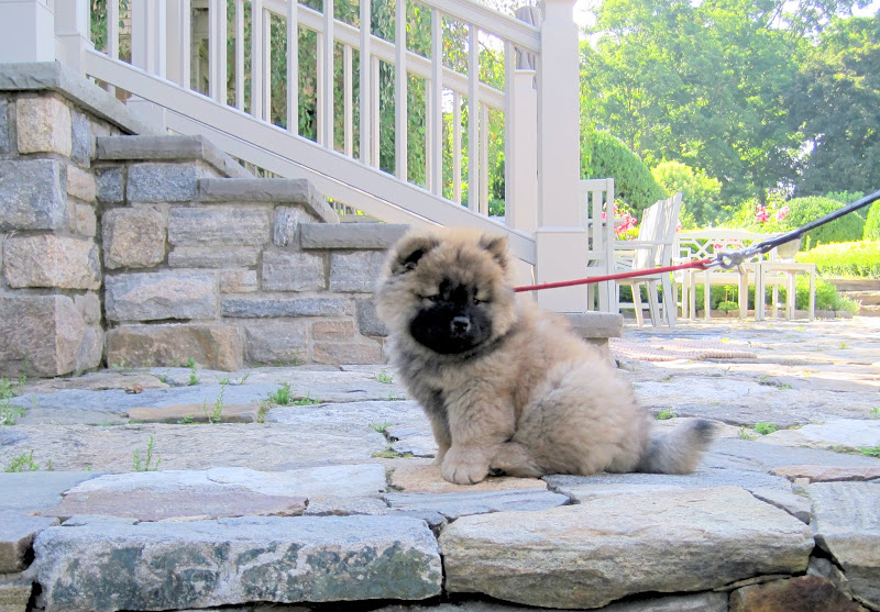 An Update On My Chow Chow Puppy The Martha Stewart Blog