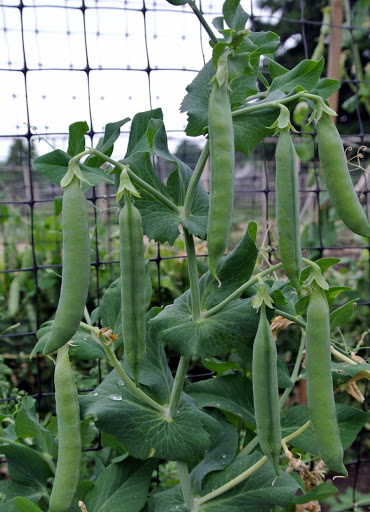 Harvesting Peas - The Martha Stewart Blog