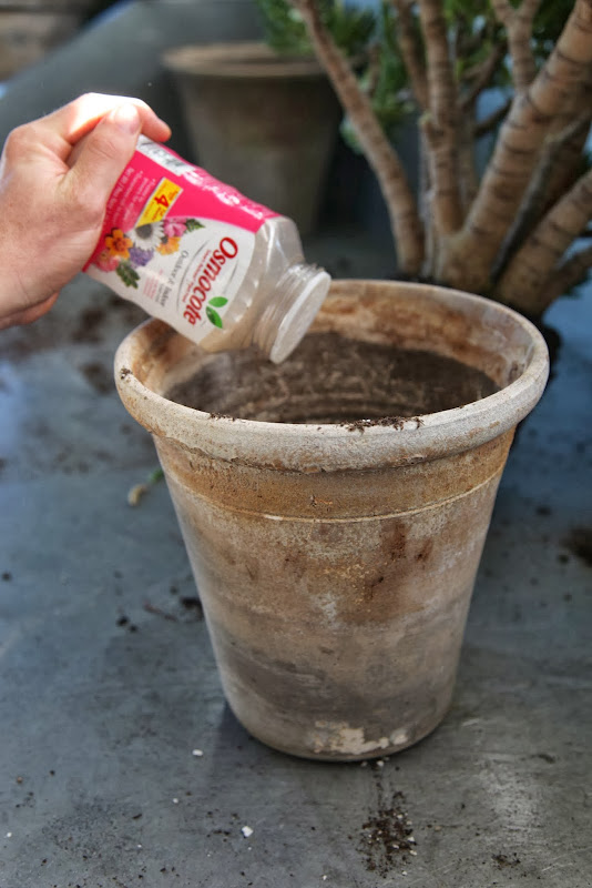 Repotting Jade Plants The Martha Stewart Blog