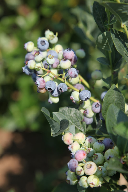 My New Blueberry Pergola – From Start to Finish - The Martha Stewart Blog