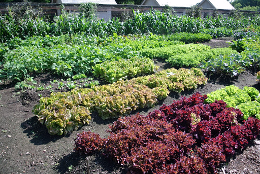 Checking On My Vegetable Garden - The Martha Stewart Blog