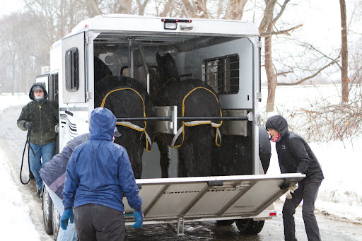The Friesians were secured in the trailer with no problems. Then it was off to visit the dentist!
