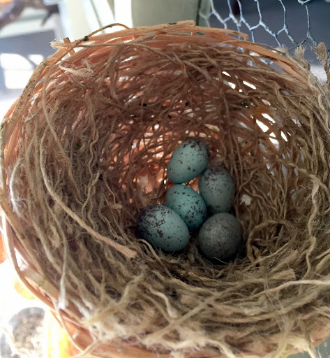 Canary Eggs Ready to Hatch! - The Martha Stewart Blog