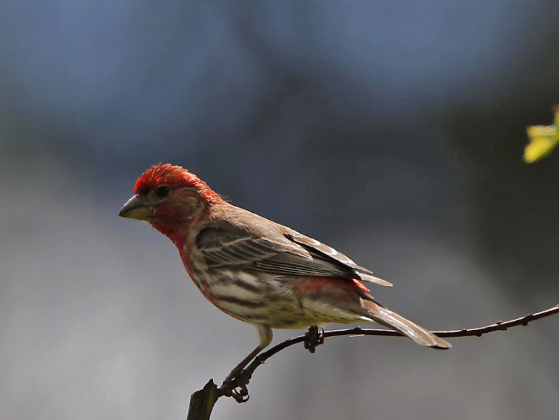 Apologise, but, bird with red head and breast 1505 can suggest Bird with red head and breast 1505 confirm. And