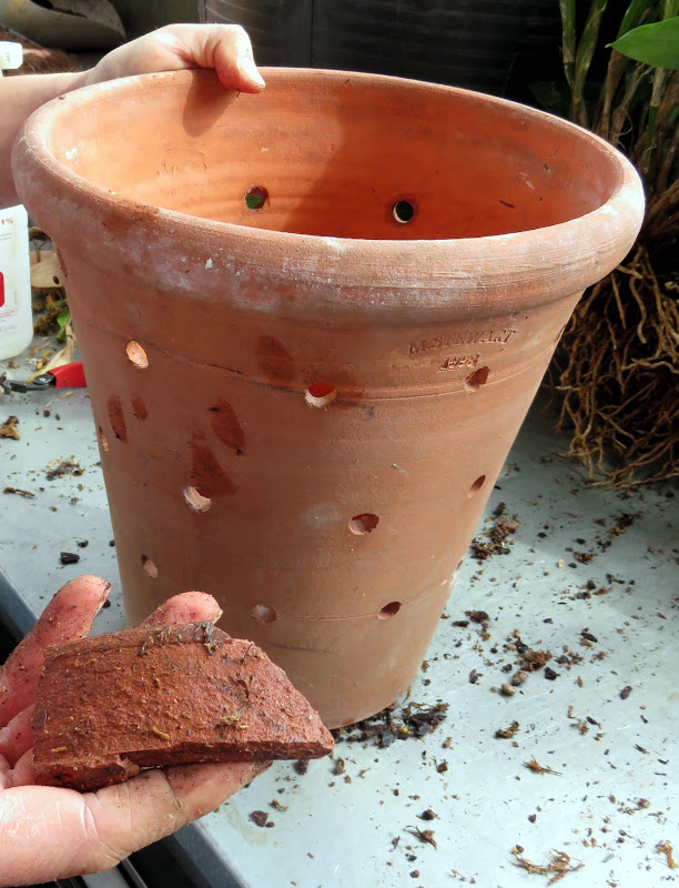 Repotting My Orchids The Martha Stewart Blog