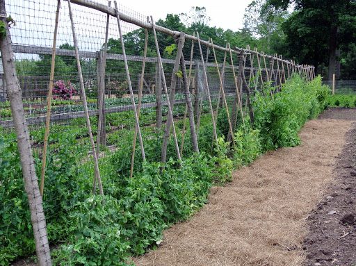 Harvesting Peas - The Martha Stewart Blog