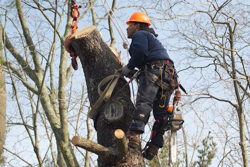 What You May Not Know About Tree Removal - The Martha Stewart Blog