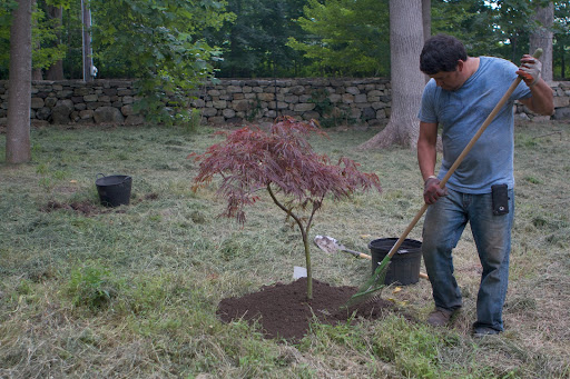 My Japanese Maple Grove – Dedicated To The Memory Of My Late Sister ...