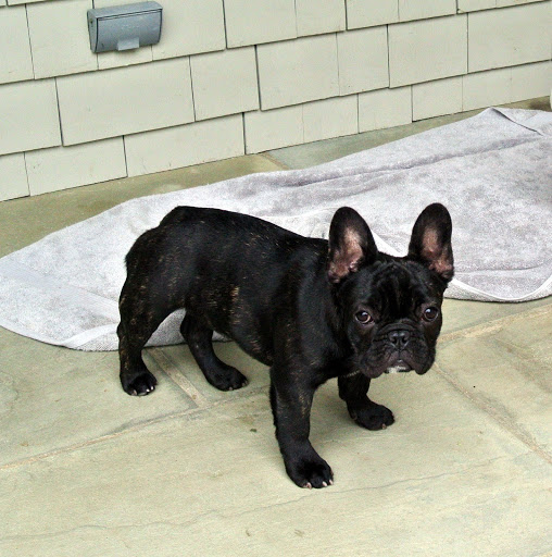 The Martha Stewart Blog Blog Archive An Update on My French Bulldog