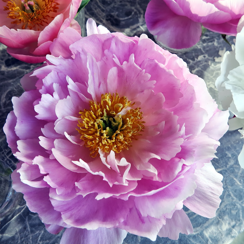 An Early Morning In Bedford And The Peony Garden A Few Days Later - The ...