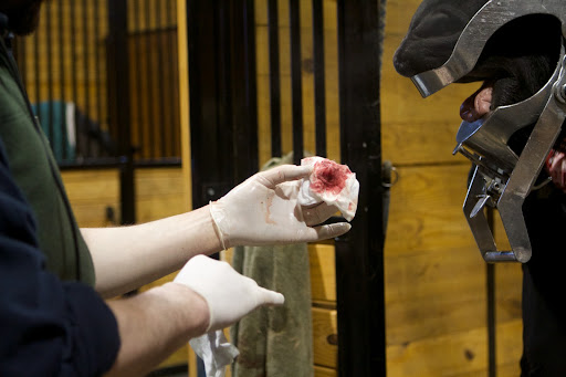 Not very much blood at all!