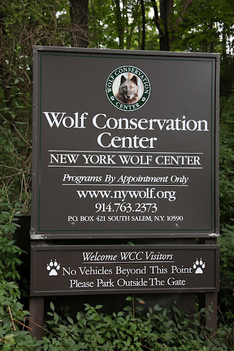 Revisiting the Wolf Conservation Center in South Salem, New York - The